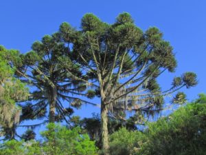 Araucária (Araucaria angustifolia)